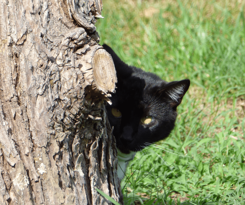 Summer Starts Now: Why June Is the Perfect Time to Review Parasite Prevention for Pets in The Woodlands, Texas